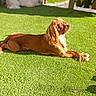 dog, golden_brown, sunlight, grass, outdoor, pet, relaxed, lying_down, canine, nature, daylight, fur, animal, sunbathing, peaceful, backyard, domestic_animal, mammal, resting, summer
