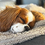 Nala participe au concours pour gagner de l'argent avec cette photo : dog, sleeping, close_up, blanket, cozy, fur, pet, indoor, resting, soft, warm_light, cavalier_king_charles_spaniel, animal, cute, relaxation, texture, comfort, face, nose, ears
