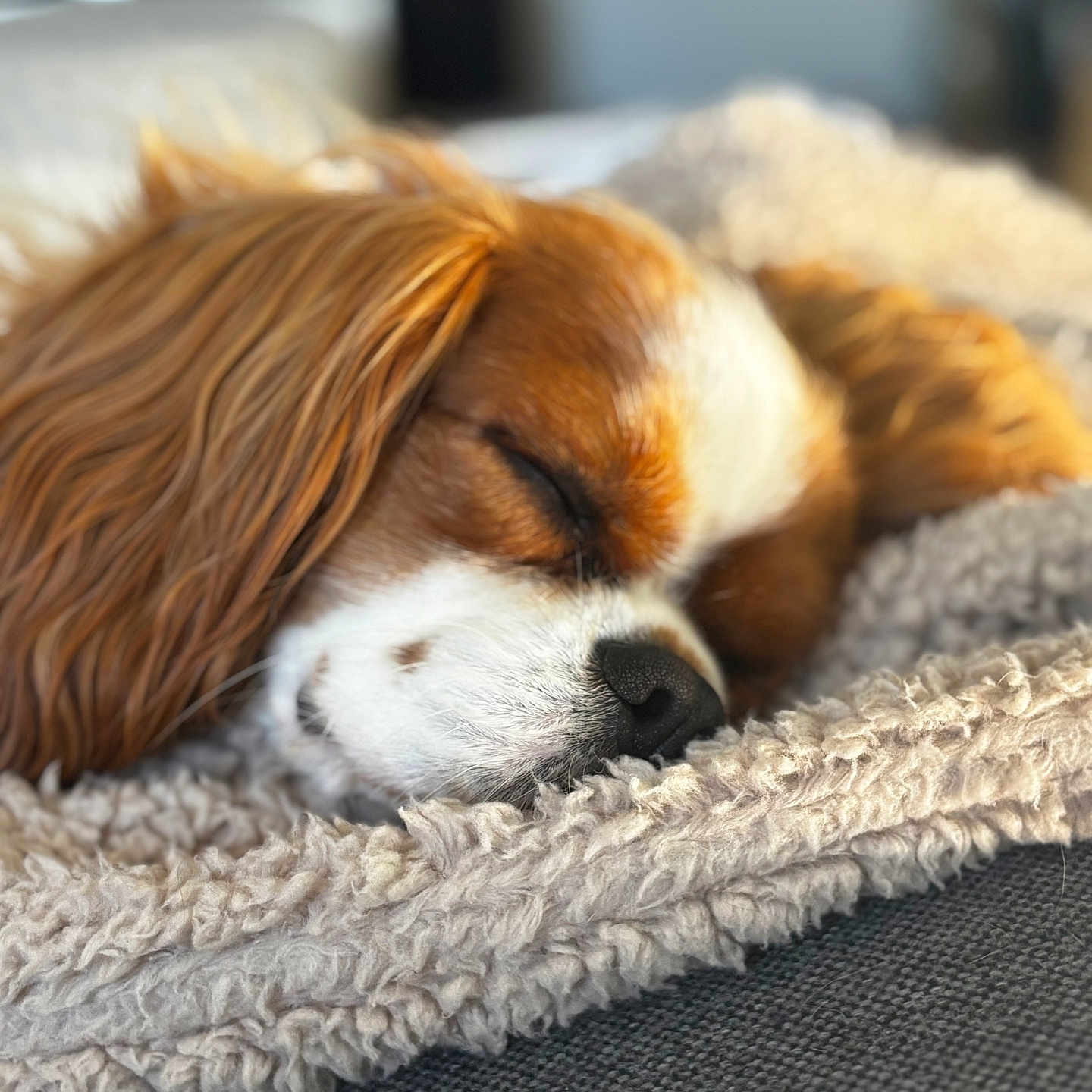 Nala participe au concours pour gagner de l'argent avec cette photo : dog, sleeping, close_up, blanket, cozy, fur, pet, indoor, resting, soft, warm_light, cavalier_king_charles_spaniel, animal, cute, relaxation, texture, comfort, face, nose, ears