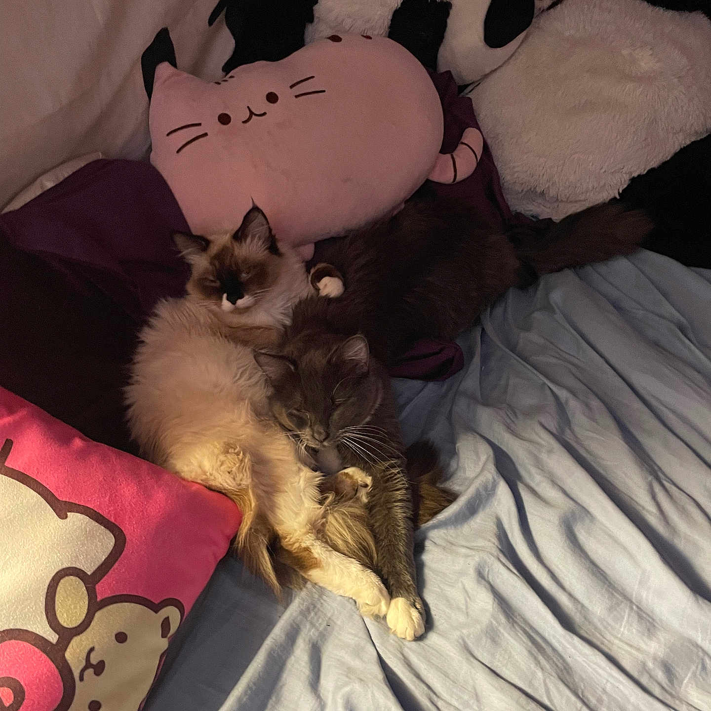 Nimbus And Xyno joined the competition — help win amazing prizes! animal, bed, bedroom, blanket, cat, couch, cushion, furniture, homedecor, indoors, kitten, manx, person, pet, pillow, plush, room, siamese, sleeping, toy