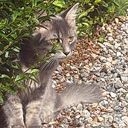 Pablo participe au concours pour gagner de l'argent avec cette photo : cat, gray_cat, animal, pet, outdoor, bush, green_leaves, pebbles, nature, sunlight, fur, whiskers, tail, cautious, sitting, closeup, eyes, mammal, wildlife, shadows