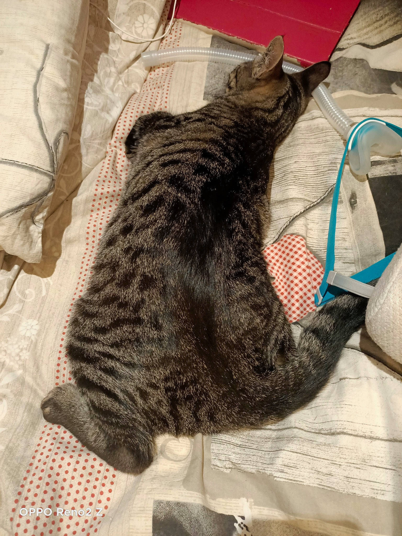 Millie participe au concours pour gagner de l'argent avec cette photo : carnivore, cat, claw, comfort, domestic_short_haired_cat, felidae, fur, grey, metal, nap, pattern, paw, plant, sleep, small_to_medium_sized_cats, snout, tail, terrestrial_animal, whiskers