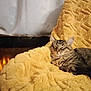 Angel a rejoint le concours — aidez-le/la à gagner de superbes lots ! cat, tabby, sleeping, blanket, yellow, cozy, fireplace, warm, indoor, pet, feline, resting, fur, comfort, relaxation, soft, texture, home, quiet, peaceful