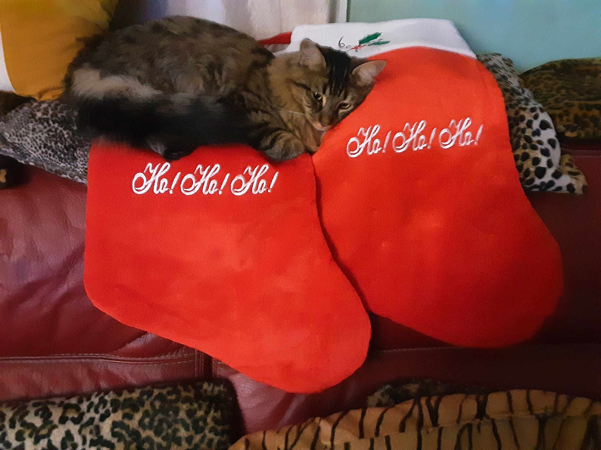 Angel participe au concours pour gagner de l'argent avec cette photo : cat, tabby, christmas_stocking, red, leather_couch, cushion, leopard_print, holiday, indoor, pet, relaxed, feline, decor, textile, soft, resting, cozy, animal, home, comfort
