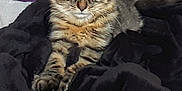Angel a rejoint le concours — aidez-le/la à gagner de superbes lots ! cat, tabby, feline, pet, animal, indoor, blanket, cozy, sleeping, resting, fur, ears, couch, purple, soft, comfortable, cute, domestic, nap, relaxed