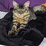 cat, tabby, feline, pet, animal, indoor, blanket, cozy, sleeping, resting, fur, ears, couch, purple, soft, comfortable, cute, domestic, nap, relaxed