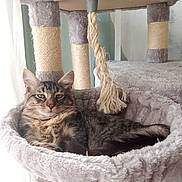 Angel participe au concours pour gagner de l'argent avec cette photo : cat, tabby, fluffy, relaxed, cat_tree, hammock, scratching_post, rope_toy, indoor, pet, feline, fur, whiskers, ears, resting, cozy, plush, window_light, animal, cute