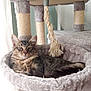 cat, tabby, fluffy, relaxed, cat_tree, hammock, scratching_post, rope_toy, indoor, pet, feline, fur, whiskers, ears, resting, cozy, plush, window_light, animal, cute
