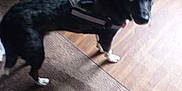 Ash joined the competition — help win amazing prizes! dog, black_dog, harness, indoor, brown_rug, wooden_floor, open_door, white_sneaker, pet, animal, looking_up, floor, footwear, domestic, curious, standing, canine, household, shadow, light