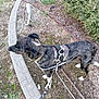 Ash is registered to the contest to win money with this photo: dog, brindle, harness, leash, outdoor, dirt, grass, concrete, curved_path, plants, greenery, pet, canine, walking, side_view, nature, daylight, collar, sniffing, animal
