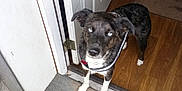 Ash joined the competition — help win amazing prizes! dog, blue_eyes, doorway, indoor, outdoor, floor, carpet, couch, living_room, pet, curious, standing, collar, wood_floor, threshold, home, animal, looking_up, black_and_white, ears