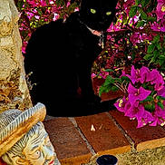 Stella a rejoint le concours — aidez-le/la à gagner de superbes lots ! black_cat, cat, flowers, pink_flowers, green_leaves, brick, ceramic_statue, bearded_man_statue, garden, outdoor, plant, nature, pet, animal, decorative, colorful, sunlight, shadows, collar, jugs