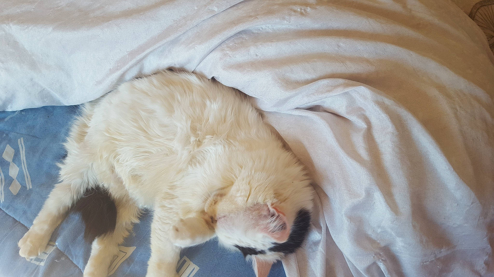 Laidy a rejoint le concours — aidez-le/la à gagner de superbes lots ! canidae, carnivore, cat, dog_breed, fawn, felidae, fur, small_to_medium_sized_cats, tail, whiskers