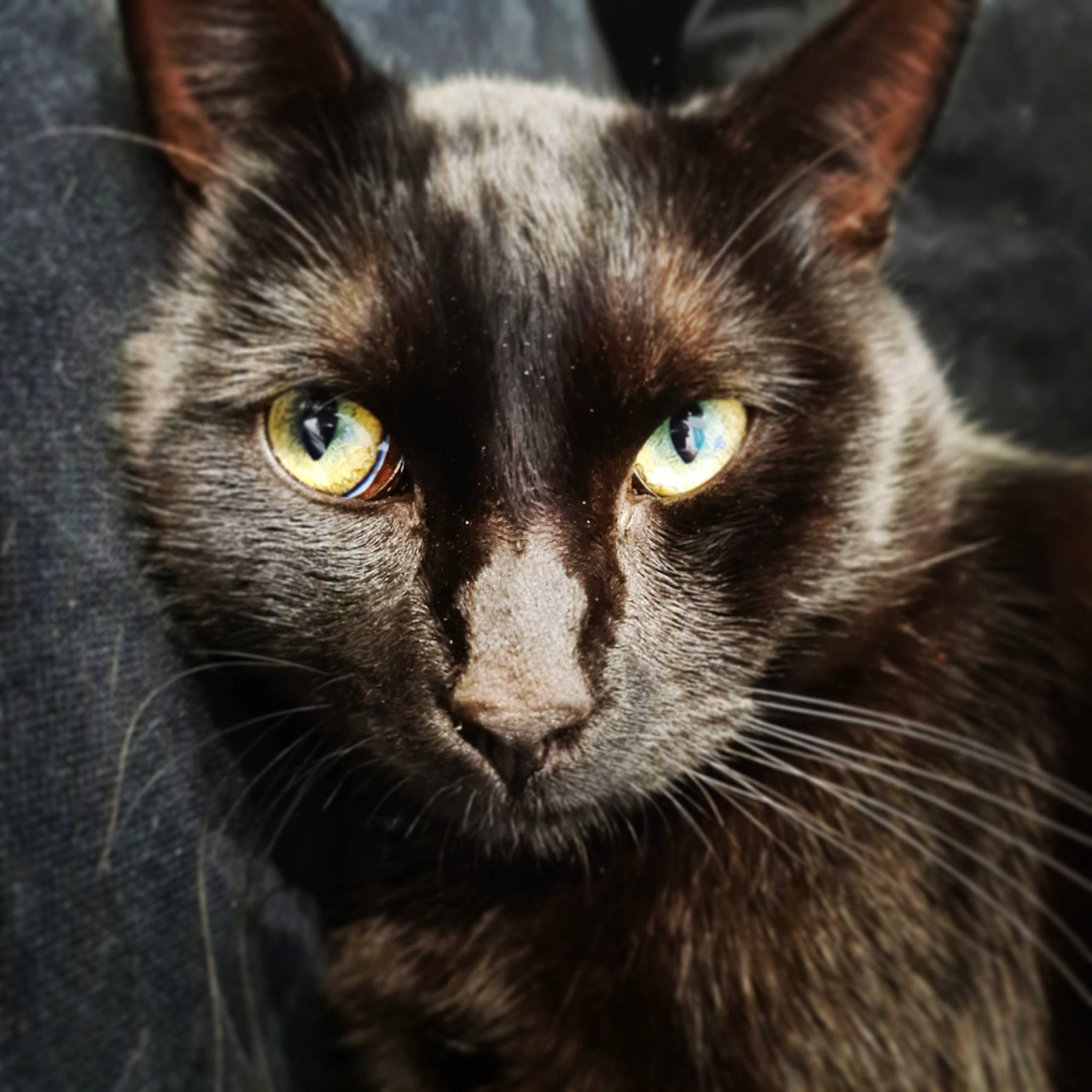 Pumba participe au concours pour gagner de l'argent avec cette photo : black_and_white, black_cat, carnivore, cat, close_up, domestic_short_haired_cat, ear, eye, felidae, fur, iris, mammal, nebelung, nose, photography, sky, small_to_medium_sized_cats, snout, vertebrate, whiskers