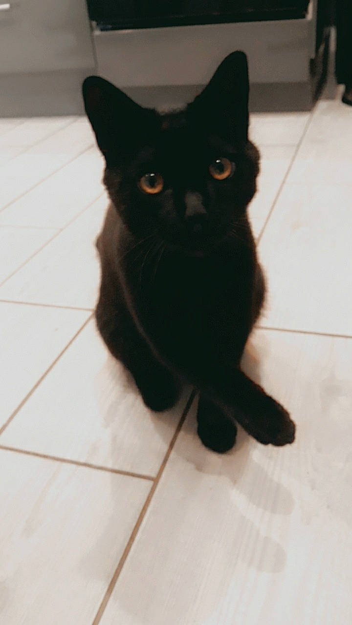 Pumba participe au concours pour gagner de l'argent avec cette photo : asian, black, black_cat, bombay, carnivore, cat, domestic_short_haired_cat, ear, eye, felidae, floor, fur, kitten, mammal, skin, small_to_medium_sized_cats, snout, tail, tile, whiskers