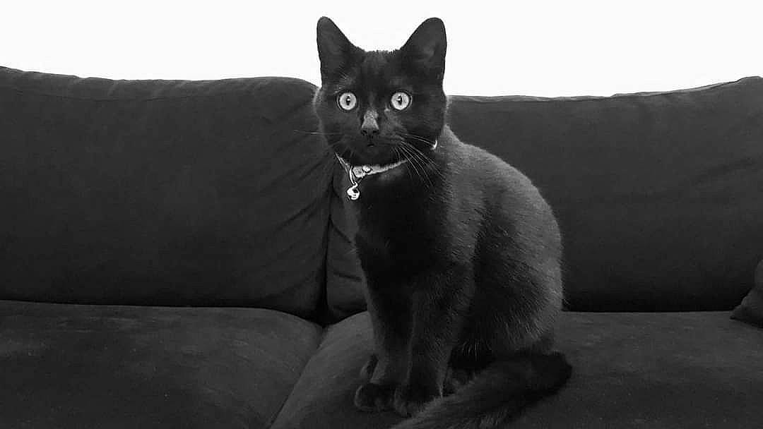 Pumba a rejoint le concours — aidez-le/la à gagner de superbes lots ! asian, black, black_and_white, black_cat, bombay, british_shorthair, burmese, carnivore, cat, chartreux, domestic_short_haired_cat, felidae, korat, mammal, photography, small_to_medium_sized_cats, snapshot, snout, vertebrate, whiskers