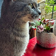 Minouchou a rejoint le concours — aidez-le/la à gagner de superbes lots ! animal, cat, curious, domestic_cat, ears, feline, fur, gray_cat, greenery, indoor, looking_out, natural_light, pet, plant_pot, potted_plant, red_table, side_profile, table, whiskers, window