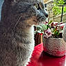 animal, cat, curious, domestic_cat, ears, feline, fur, gray_cat, greenery, indoor, looking_out, natural_light, pet, plant_pot, potted_plant, red_table, side_profile, table, whiskers, window