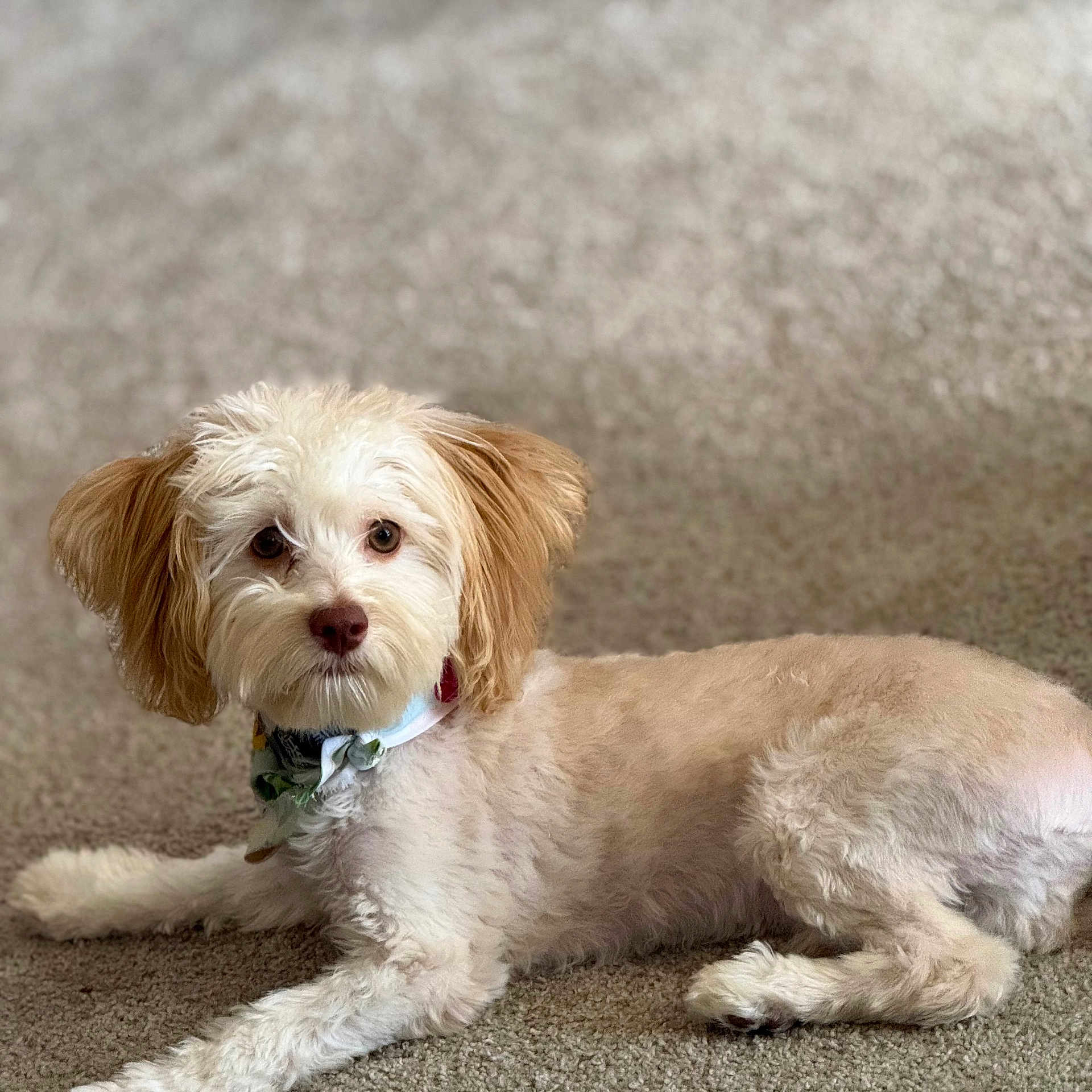 Happy joined the competition — help win amazing prizes! dog, pet, indoor, carpet, bandana, fluffy, cute, animal, canine, laying_down, looking_at_camera, light_brown, cream_color, fur, domestic_animal, companion, relaxed, small_dog, portrait, cozy
