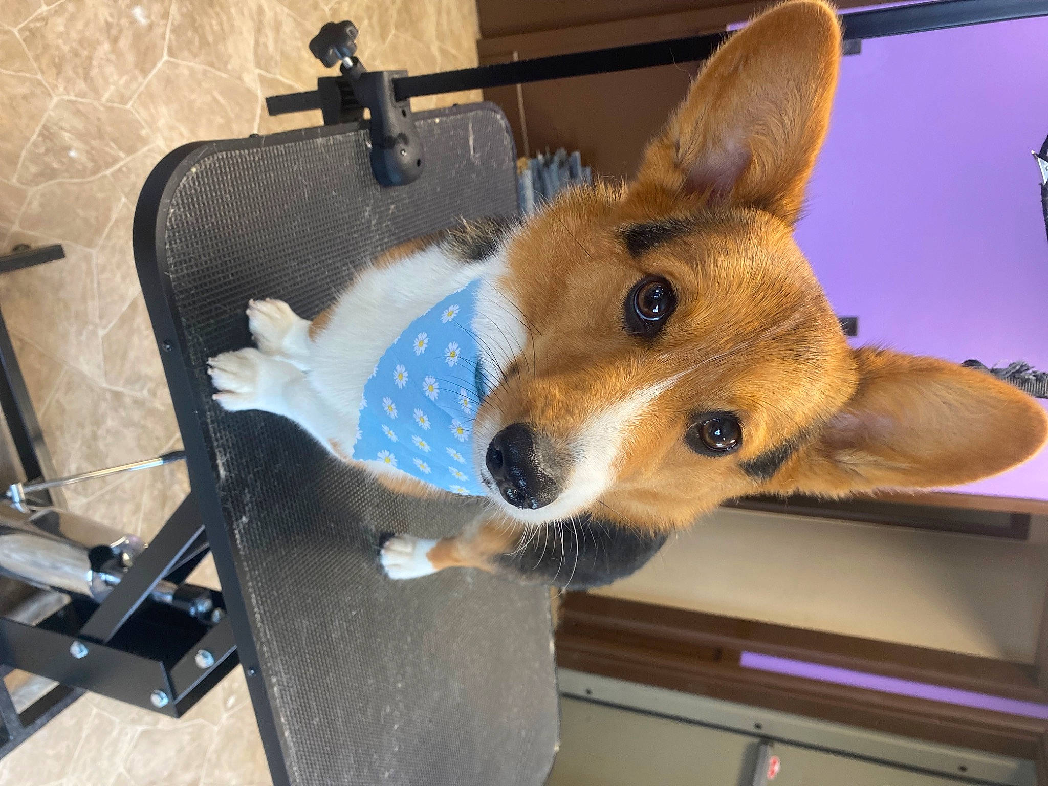 Scarlett is registered to the contest to win money with this photo: cardigan_welsh_corgi, carnivore, chair, collar, companion_dog, dog, dog_breed, dog_supply, fawn, fur, herding_dog, luggage_and_bags, snout, sporting_group, tail, toy_dog, welsh_corgi, whiskers, window, working_animal