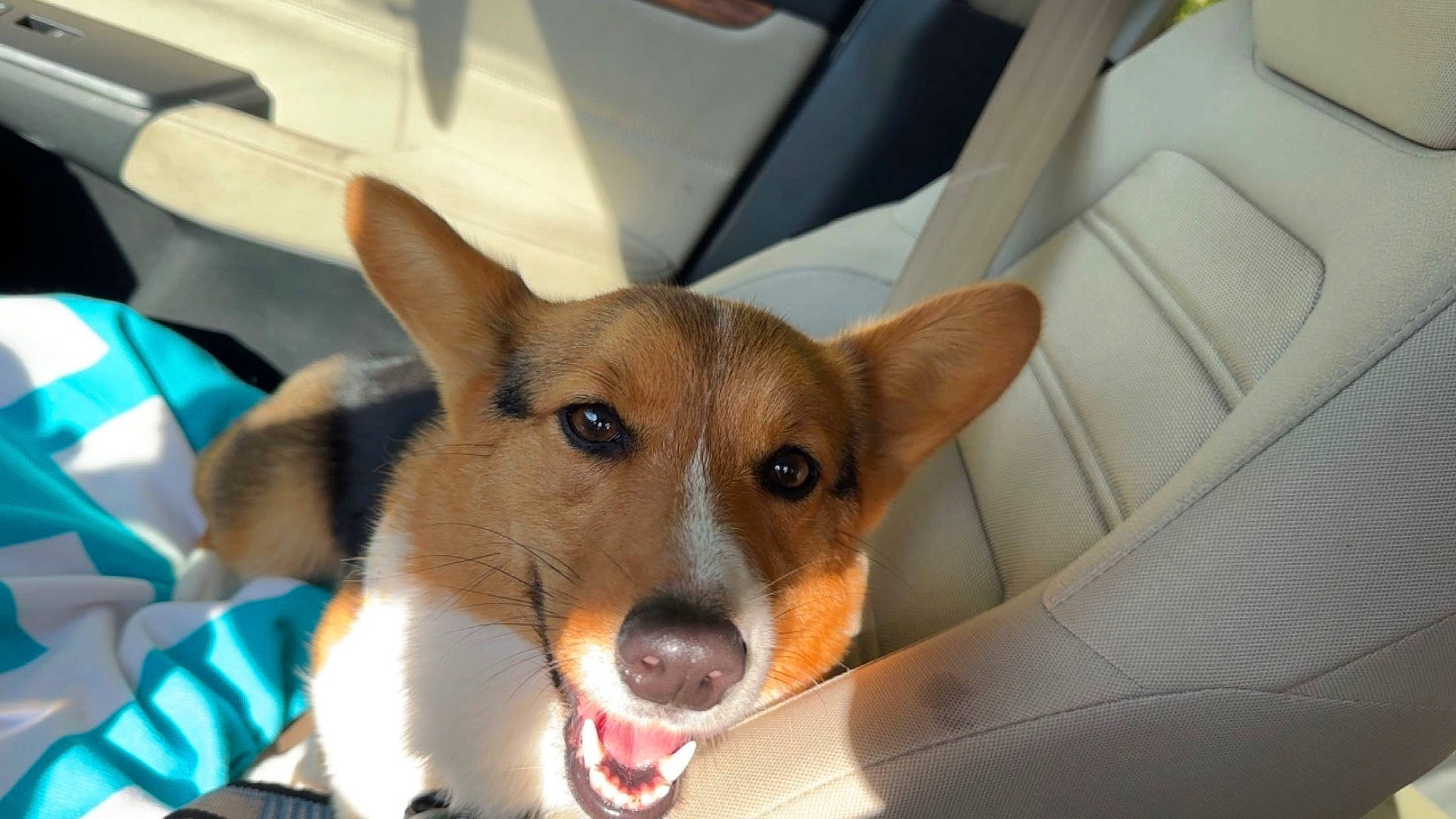 Scarlett joined the competition — help win amazing prizes! canidae, car_seat, carnivore, collar, comfort, companion_dog, dog, dog_bed, dog_breed, dog_supply, ear, fawn, fur, snout, sporting_group, vehicle, welsh_corgi, whiskers, window, working_animal