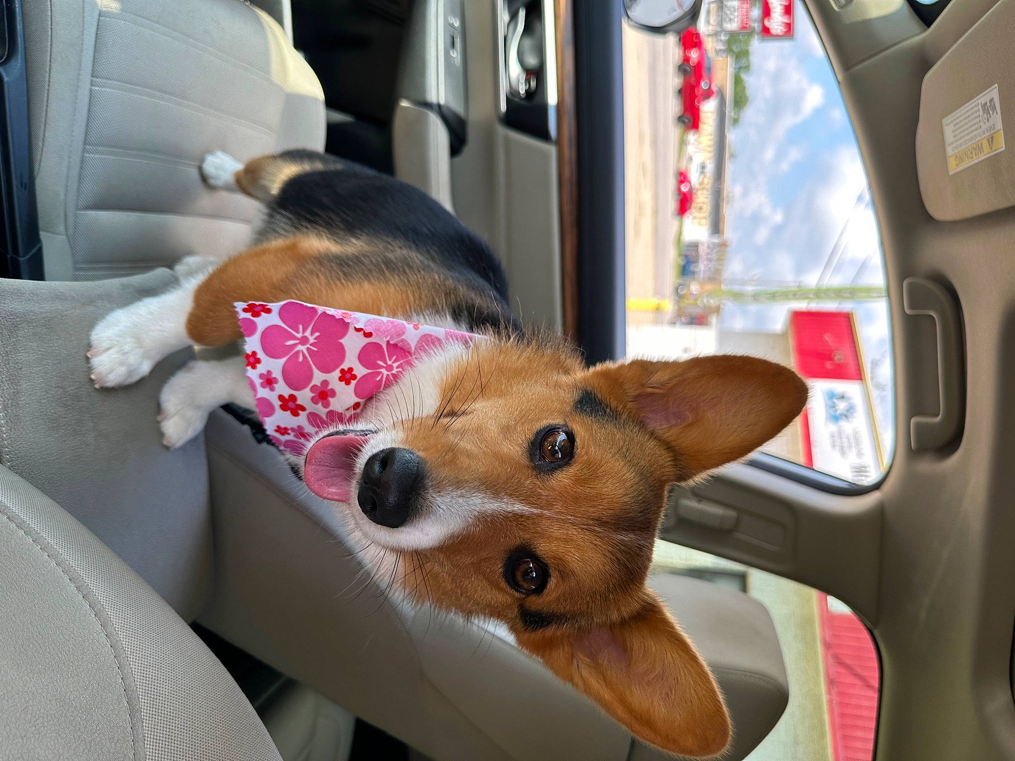 Scarlett is registered to the contest to win money with this photo: auto_part, automotive_exterior, automotive_mirror, car, car_seat, car_seat_cover, carnivore, collar, companion_dog, dog, dog_breed, fawn, fur, motor_vehicle, seat_belt, snout, vehicle, vehicle_door, window, working_animal