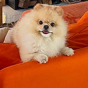 Sharly participe au concours pour gagner de l'argent avec cette photo : animal, architecture, building, canine, chow, cockerspaniel, couch, cushion, dog, eskimodog, fireplace, furniture, homedecor, indoors, interiordesign, livingroom, papillon, pet, puppy, room