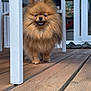 Viktor a rejoint le concours — aidez-le/la à gagner de superbes lots ! dog, pomeranian, fluffy, pet, outdoor, wooden_deck, patio_furniture, smiling, animal, canine, furry, small_dog, domestic, happy, standing, tongue_out, sunlight, daytime, house, door
