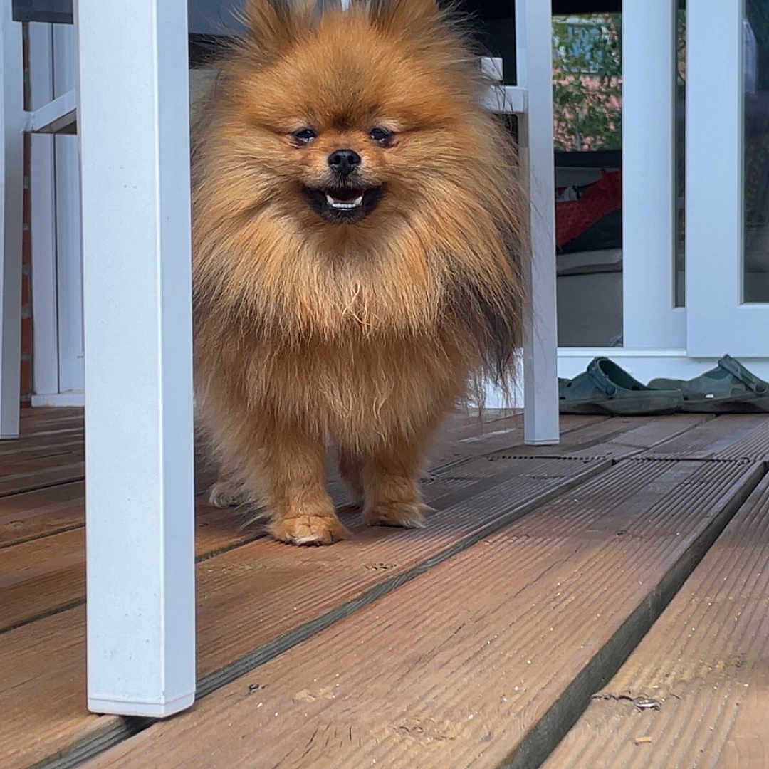 Viktor a rejoint le concours — aidez-le/la à gagner de superbes lots ! animal, canine, daytime, dog, domestic, door, fluffy, furry, happy, house, outdoor, patio_furniture, pet, pomeranian, small_dog, smiling, standing, sunlight, tongue_out, wooden_deck