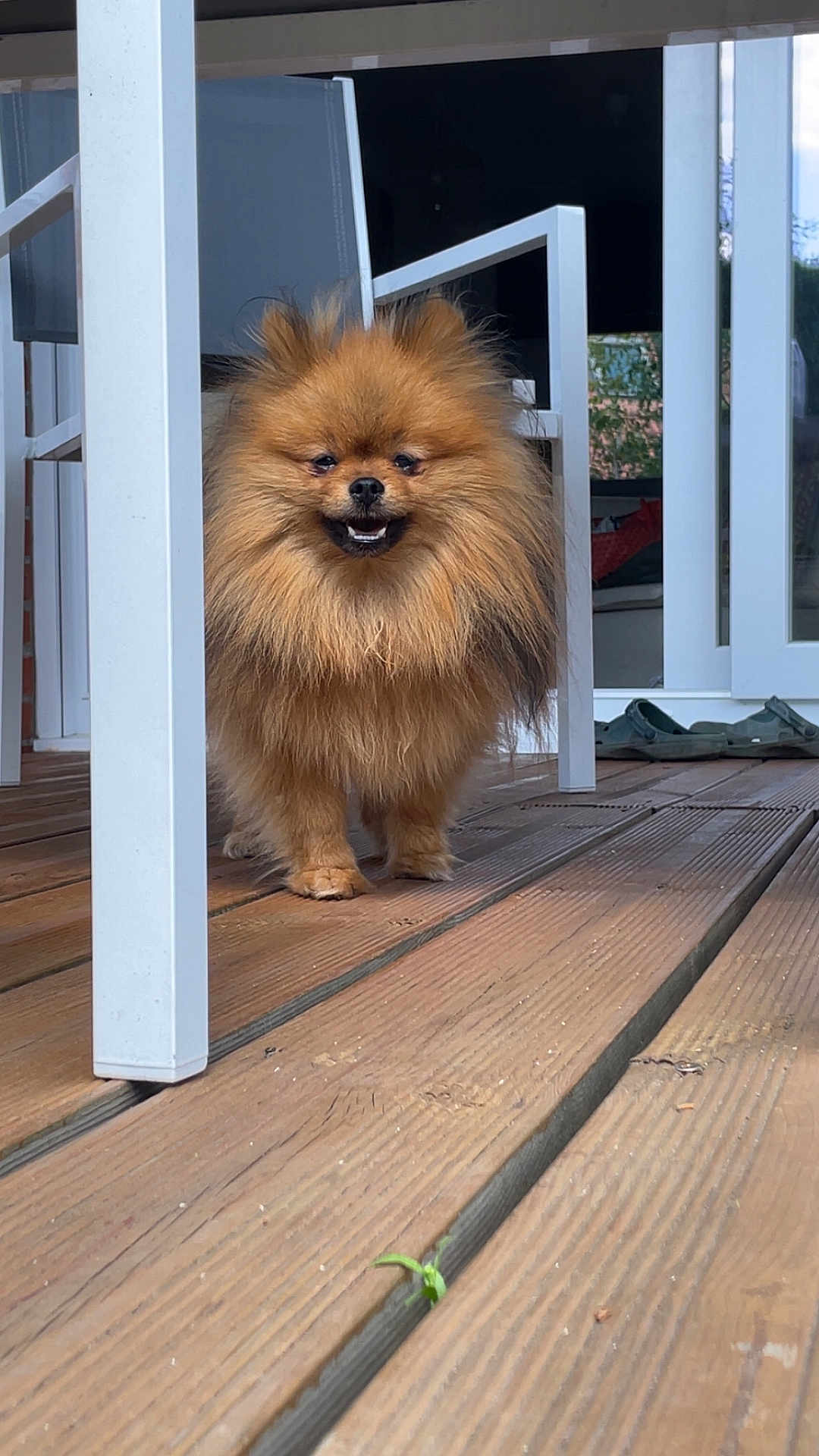 Viktor a rejoint le concours — aidez-le/la à gagner de superbes lots ! dog, pomeranian, fluffy, pet, outdoor, wooden_deck, patio_furniture, smiling, animal, canine, furry, small_dog, domestic, happy, standing, tongue_out, sunlight, daytime, house, door