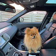 Viktor a rejoint le concours — aidez-le/la à gagner de superbes lots ! dog, pomeranian, car_interior, center_console, leather_seat, dashboard, car_door, window, side_mirror, person_arm, clothing, seatbelt, keys, cup_holder, sunroof, furry_pet, pet, animal, modern, transportation