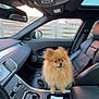 dog, pomeranian, car_interior, center_console, leather_seat, dashboard, car_door, window, side_mirror, person_arm, clothing, seatbelt, keys, cup_holder, sunroof, furry_pet, pet, animal, modern, transportation