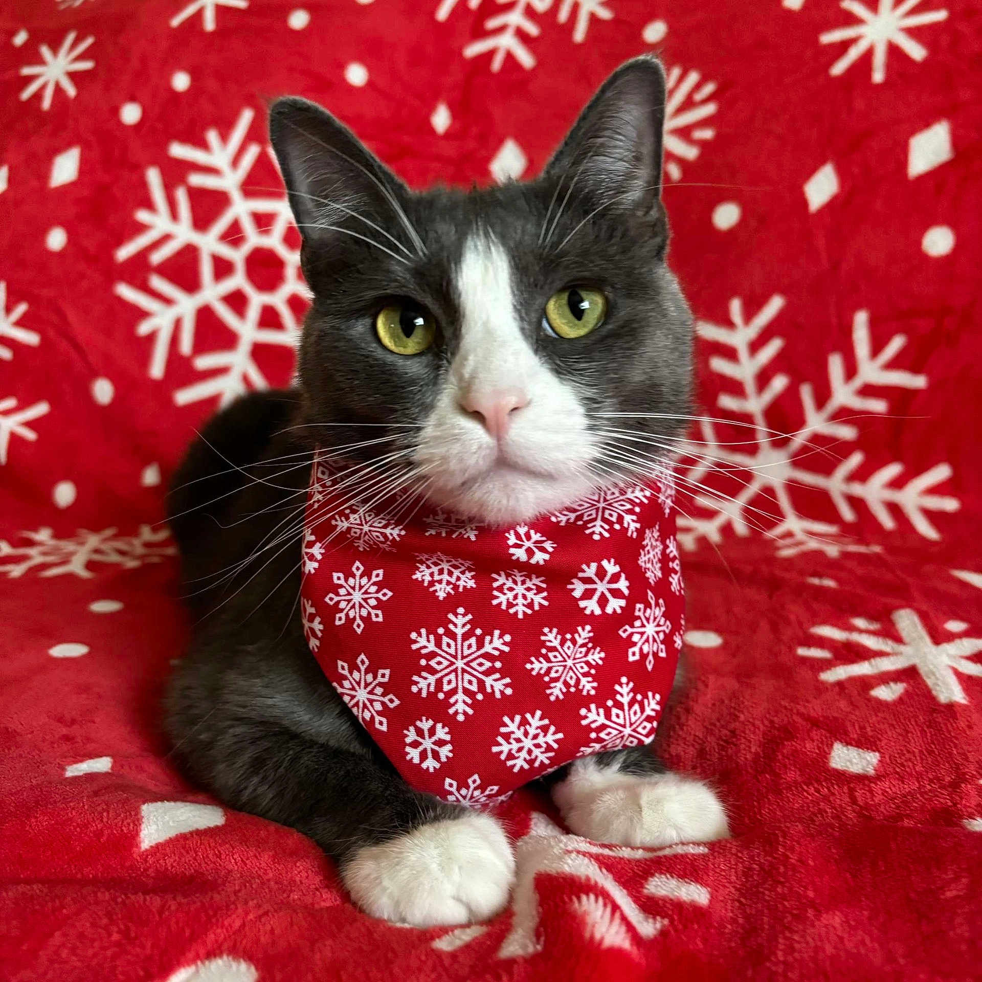 Phoenix is registered to the contest to win money with this photo: accessories, animal, bandana, blanket, cat, formalwear, headband, kitten, pet, symbol, tie