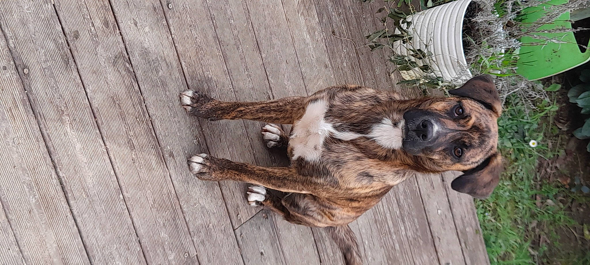 Romi participe au concours pour gagner de l'argent avec cette photo : canidae, carnivore, companion_dog, dog, dog_breed, fawn, fur, hardwood, liver, natural_material, plant, snout, sporting_group, tail, terrestrial_animal, tree, treeing_tennessee_brindle, twig, wood, working_animal