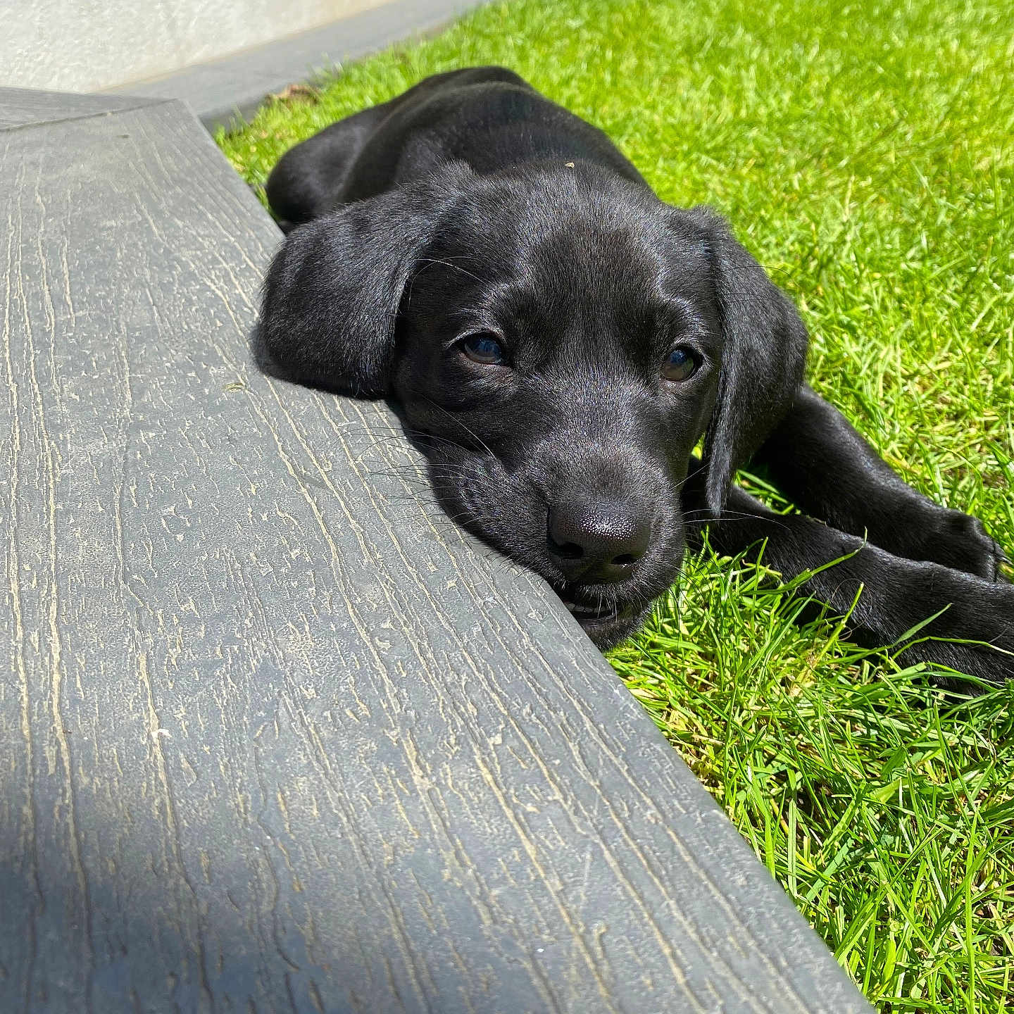 Miley is registered to the contest to win money with this photo: animal, beagle, canine, dog, field, grass, grassland, hound, labradorretriever, lawn, nature, outdoors, pet, plant, pointer, puppy, slate