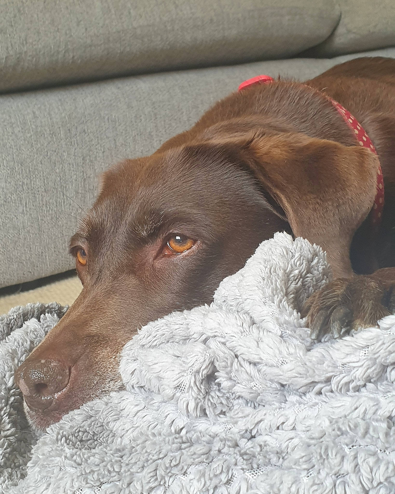 Cookie is registered to the contest to win money with this photo: canidae, carnivore, dog, dog_breed, ear, german_longhaired_pointer, german_shorthaired_pointer, hunting_dog, liver, mammal, pointer, pointing_breed, snout, sporting_group, vertebrate, weimaraner