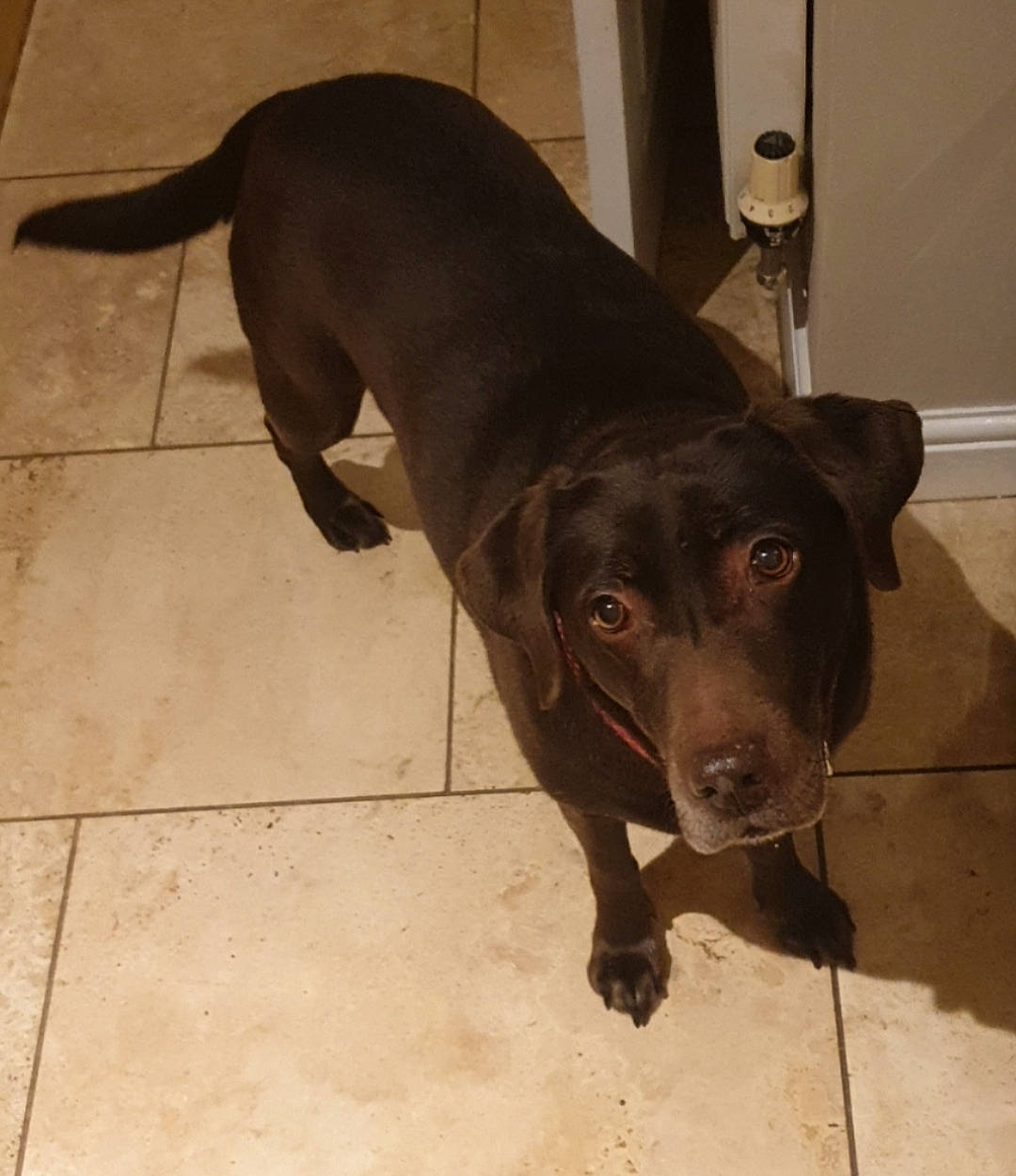 Cookie joined the competition — help win amazing prizes! beagador, borador, canidae, carnivore, dog, dog_breed, fawn, labrador_retriever, mammal, retriever, snout, sporting_group, tail, tile