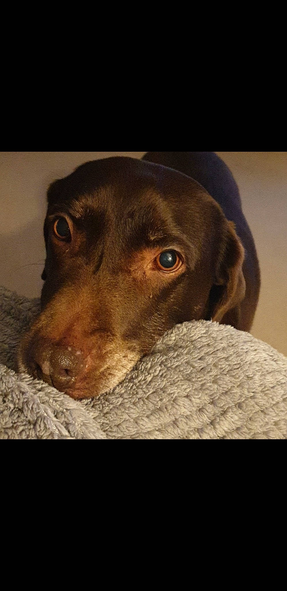 Cookie joined the competition — help win amazing prizes! beagador, canidae, carnivore, dachshund, dog, dog_breed, hunting_dog, labrador_retriever, mammal, nose, rare_breed_dog, snout, sporting_group, vertebrate, whiskers