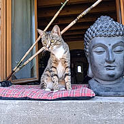 Athèna a rejoint le concours — aidez-le/la à gagner de superbes lots ! cat, tabby_cat, plaid_cushion, statue, buddha, window, open_window, wooden_beams, stone_statue, indoor, feline, animal, pet, curious, yellow_eyes, sitting, peaceful, decor, house, quiet