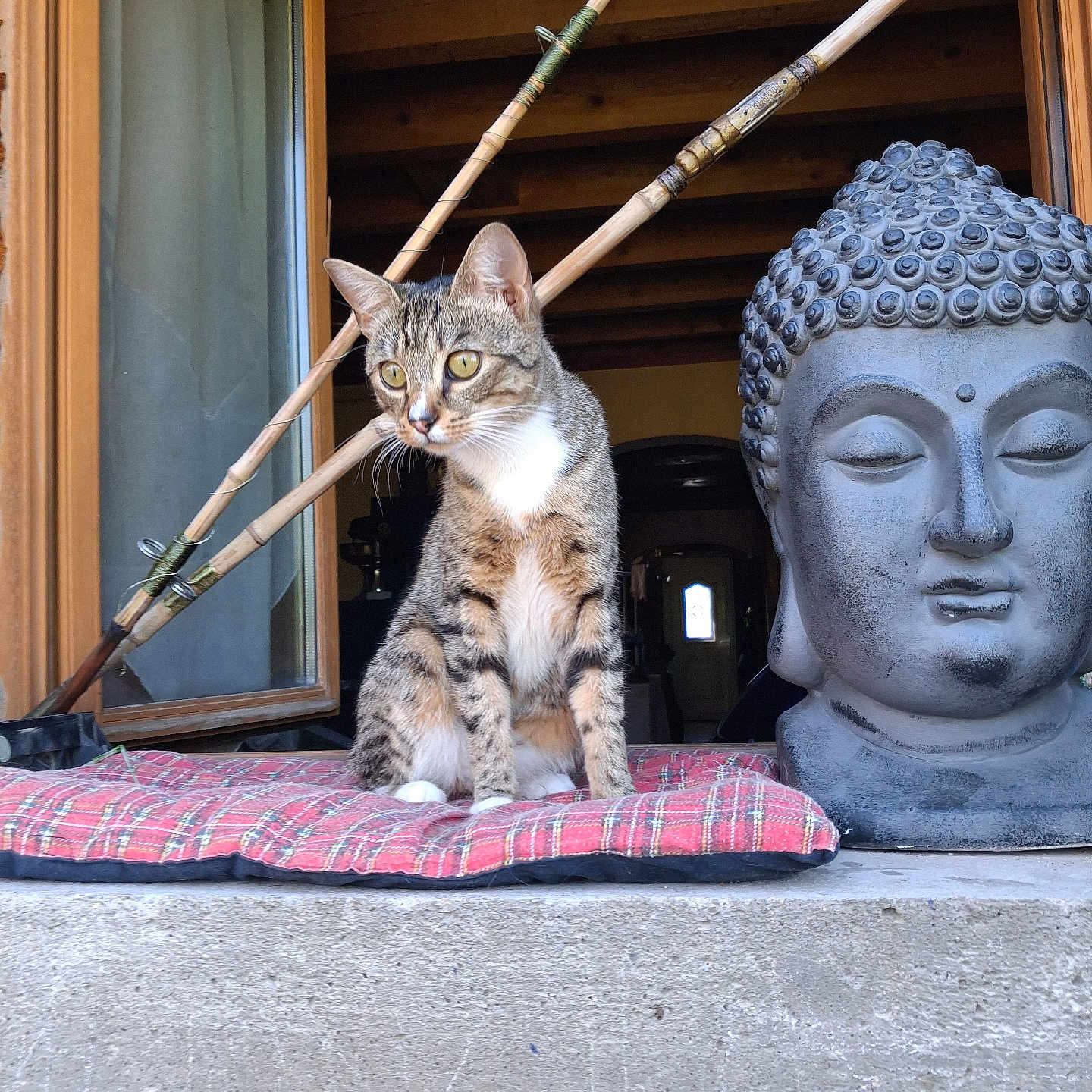 Athèna a rejoint le concours — aidez-le/la à gagner de superbes lots ! cat, tabby_cat, plaid_cushion, statue, buddha, window, open_window, wooden_beams, stone_statue, indoor, feline, animal, pet, curious, yellow_eyes, sitting, peaceful, decor, house, quiet
