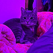 Mr Handsome joined the competition — help win amazing prizes! animal, bedroom, blanket, cat, closeup, collar, comfort, cozy, cute, domestic_cat, feline, fur, indoor, pet, portrait, purple_lighting, relaxed, resting, soft_texture, whiskers