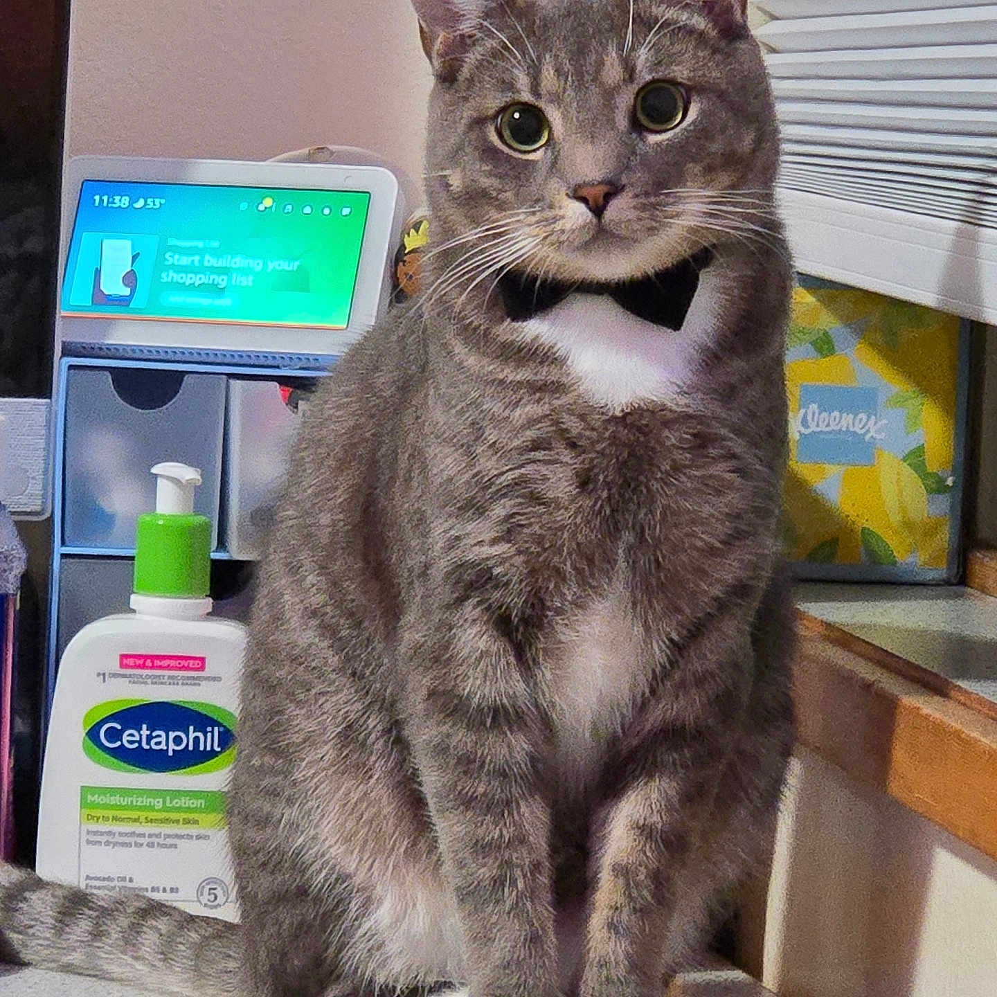Mr Handsome joined the competition — help win amazing prizes! animal, bow_tie, cat, countertop, domestic_cat, ears, feline, fur, gray, household, indoor, kleenex, looking_at_camera, lotion, pet, sitting, tabby, whiskers, white_paws, window_blinds