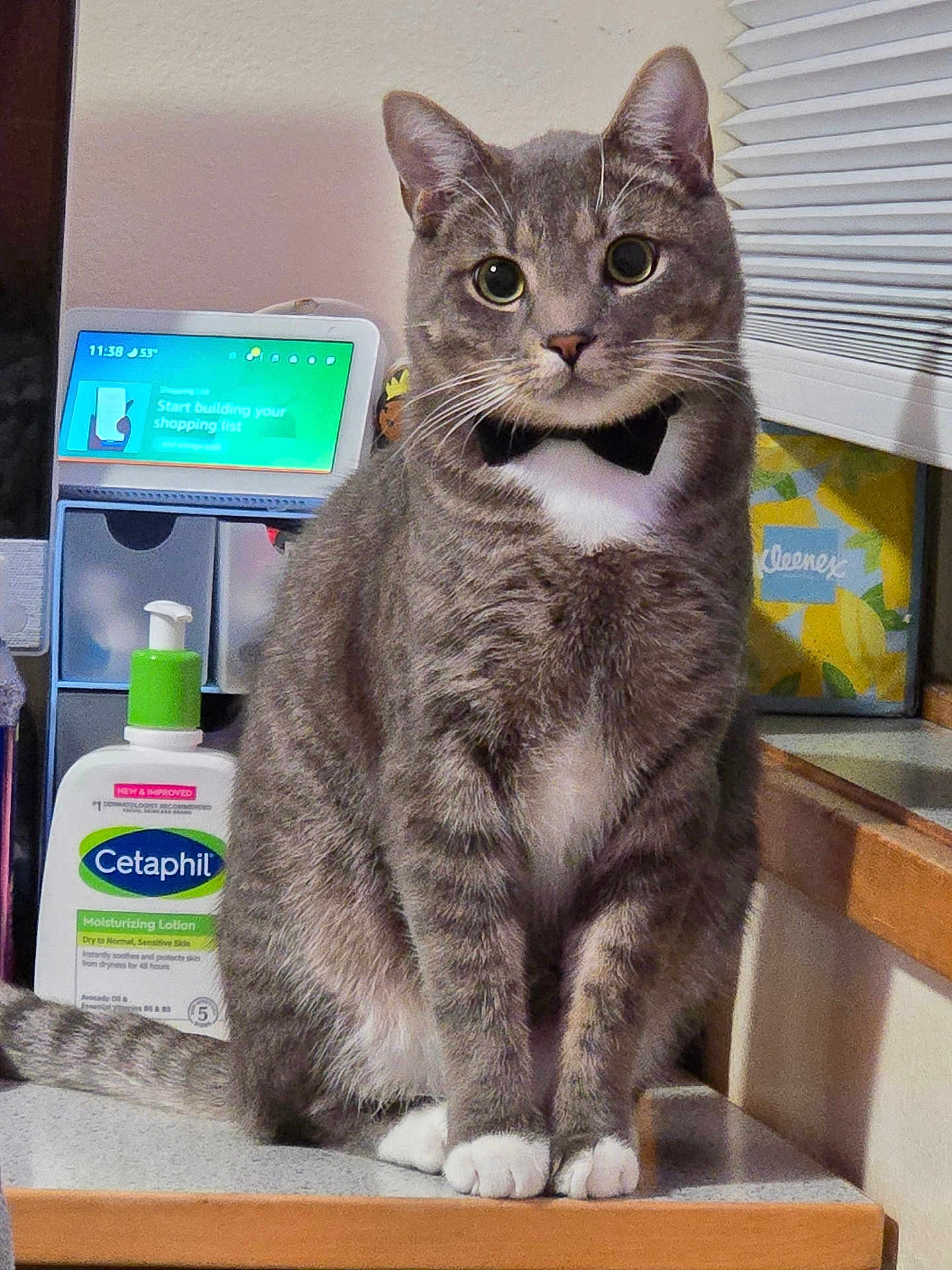 Mr Handsome joined the competition — help win amazing prizes! cat, tabby, bow_tie, pet, animal, indoor, countertop, lotion, kleenex, household, gray, white_paws, fur, whiskers, ears, window_blinds, sitting, looking_at_camera, domestic_cat, feline