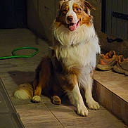 Ulky participe au concours pour gagner de l'argent avec cette photo : dog, pet, sitting, floor, tile, shoes, indoor, fur, happy, animal, canine, brown, white, tan, leash, house, background, shadow, paw, portrait