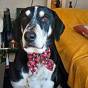 Doum participe au concours pour gagner de l'argent avec cette photo : dog, bow_tie, black_and_white_coat, pet, living_room, couch, blanket, television, tv_screen, pillow, portrait, sitting, carpet, side_table, decor, indoor, close_up, cute, accessory, canine