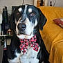 dog, bow_tie, black_and_white_coat, pet, living_room, couch, blanket, television, tv_screen, pillow, portrait, sitting, carpet, side_table, decor, indoor, close_up, cute, accessory, canine