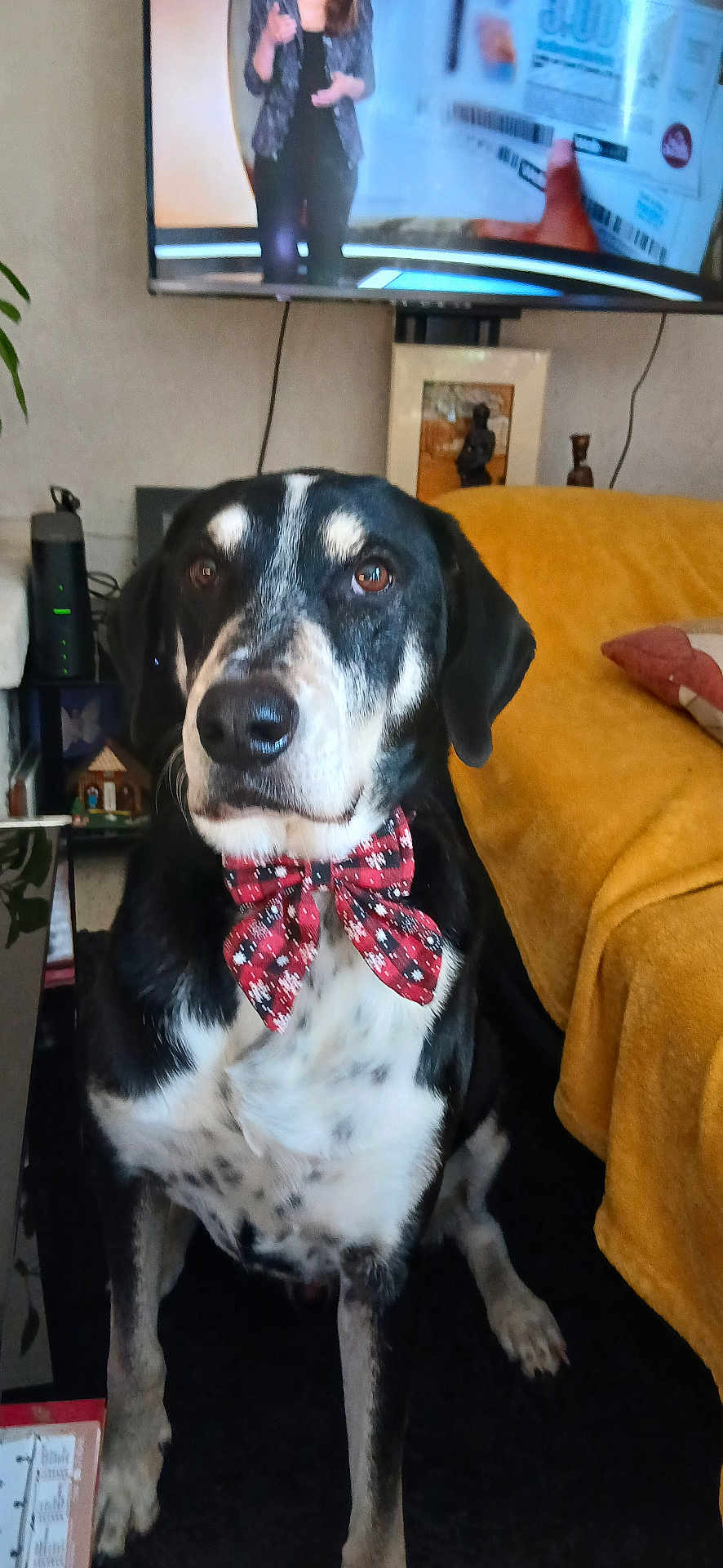 Doum participe au concours pour gagner de l'argent avec cette photo : dog, bow_tie, black_and_white_coat, pet, living_room, couch, blanket, television, tv_screen, pillow, portrait, sitting, carpet, side_table, decor, indoor, close_up, cute, accessory, canine