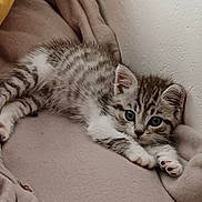 Bidouille a rejoint le concours — aidez-le/la à gagner de superbes lots ! kitten, cat, tabby, pet, animal, feline, cute, young, fur, whiskers, paws, ears, sleeping, resting, cozy, blanket, indoor, soft, curious, small