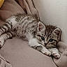 kitten, cat, tabby, pet, animal, feline, cute, young, fur, whiskers, paws, ears, sleeping, resting, cozy, blanket, indoor, soft, curious, small
