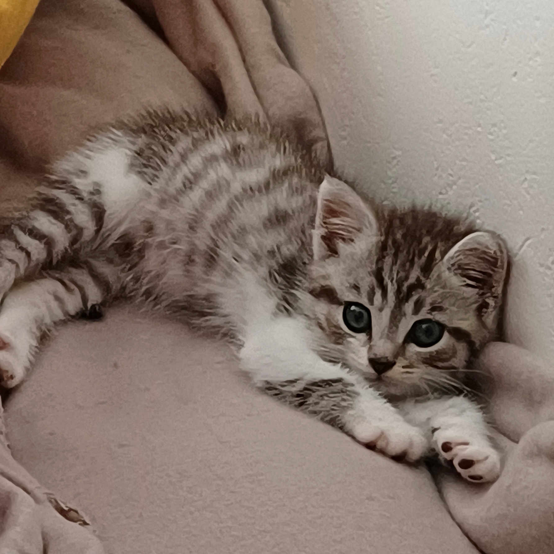 Bidouille a rejoint le concours — aidez-le/la à gagner de superbes lots ! kitten, cat, tabby, pet, animal, feline, cute, young, fur, whiskers, paws, ears, sleeping, resting, cozy, blanket, indoor, soft, curious, small